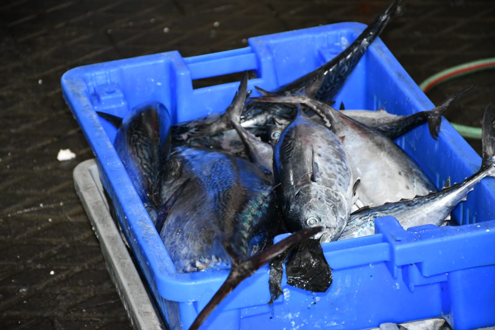 WhatsApp Image 2020-11-23 at 8.41.14 AM.jpeg.jpeg